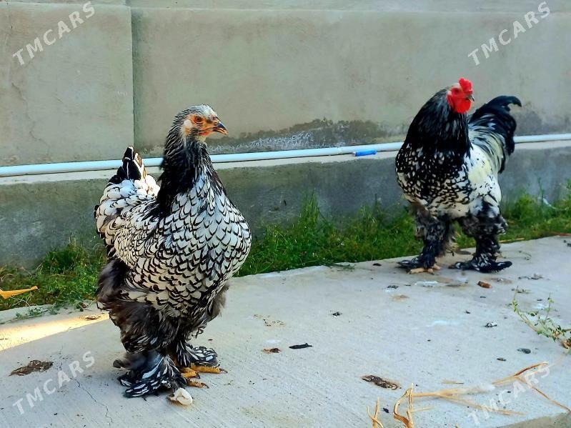 Brama silwer - Балканабат - img 3