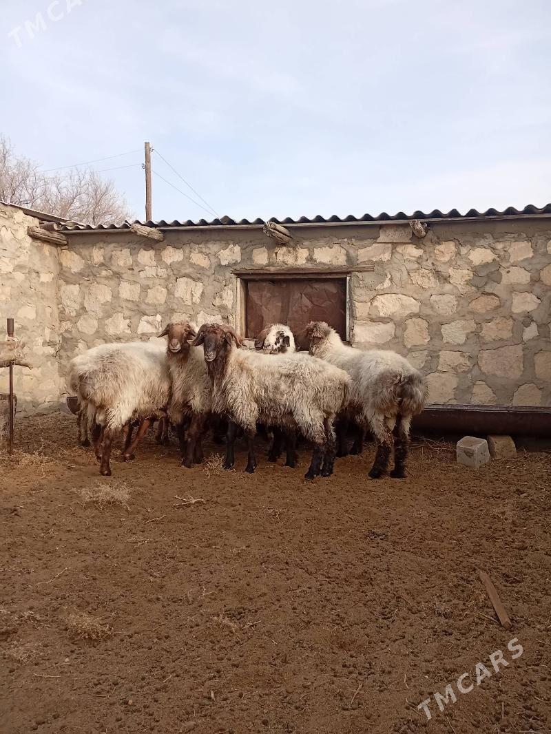 Goç - Türkmenbaşy - img 4