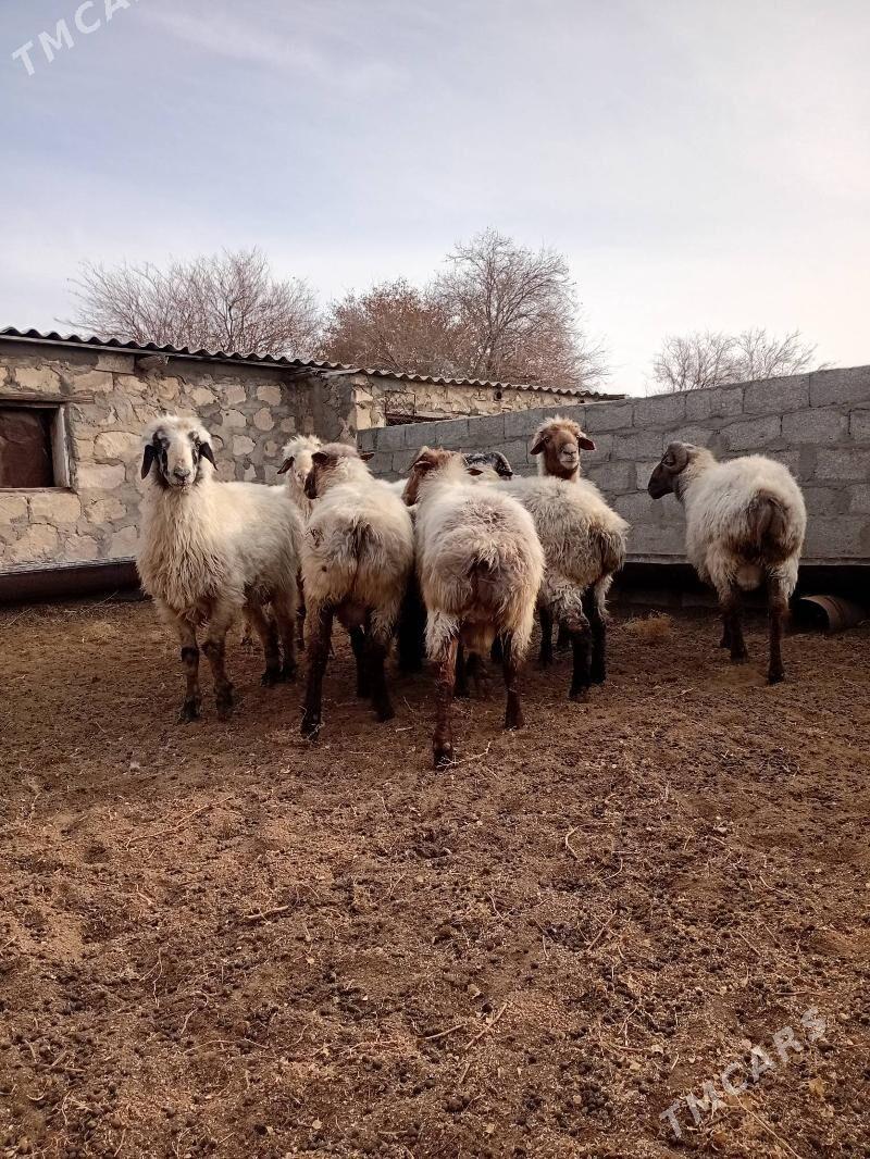 Goç - Türkmenbaşy - img 3