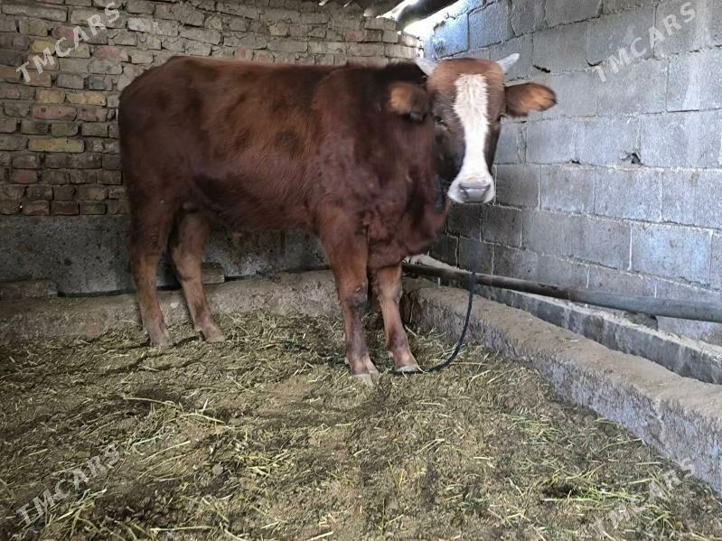 Gibirit öküz - Aşgabat - img 3