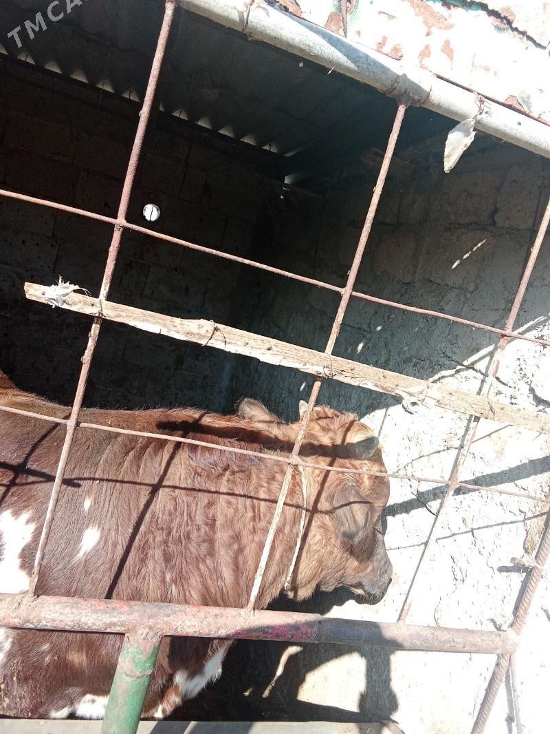 okuz - Gökdepe - img 4