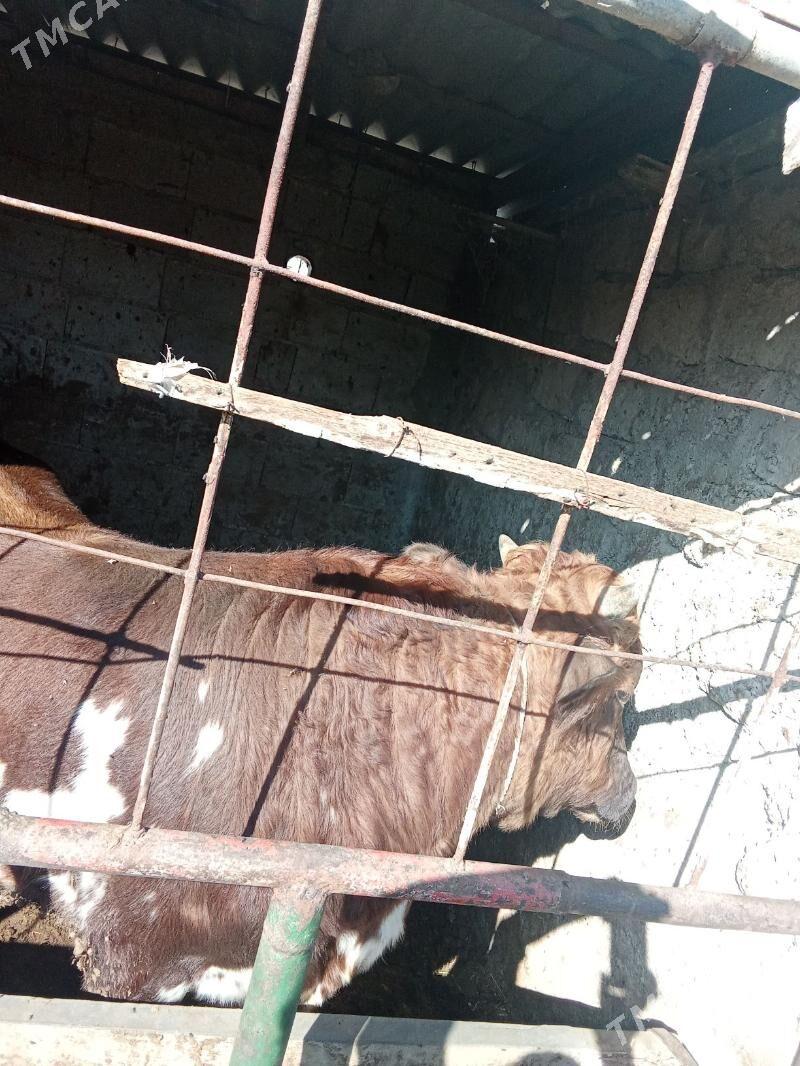 okuz - Gökdepe - img 3