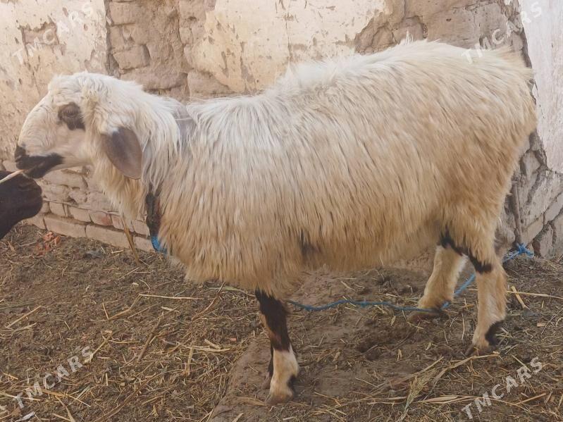 goc - Daşoguz - img 3