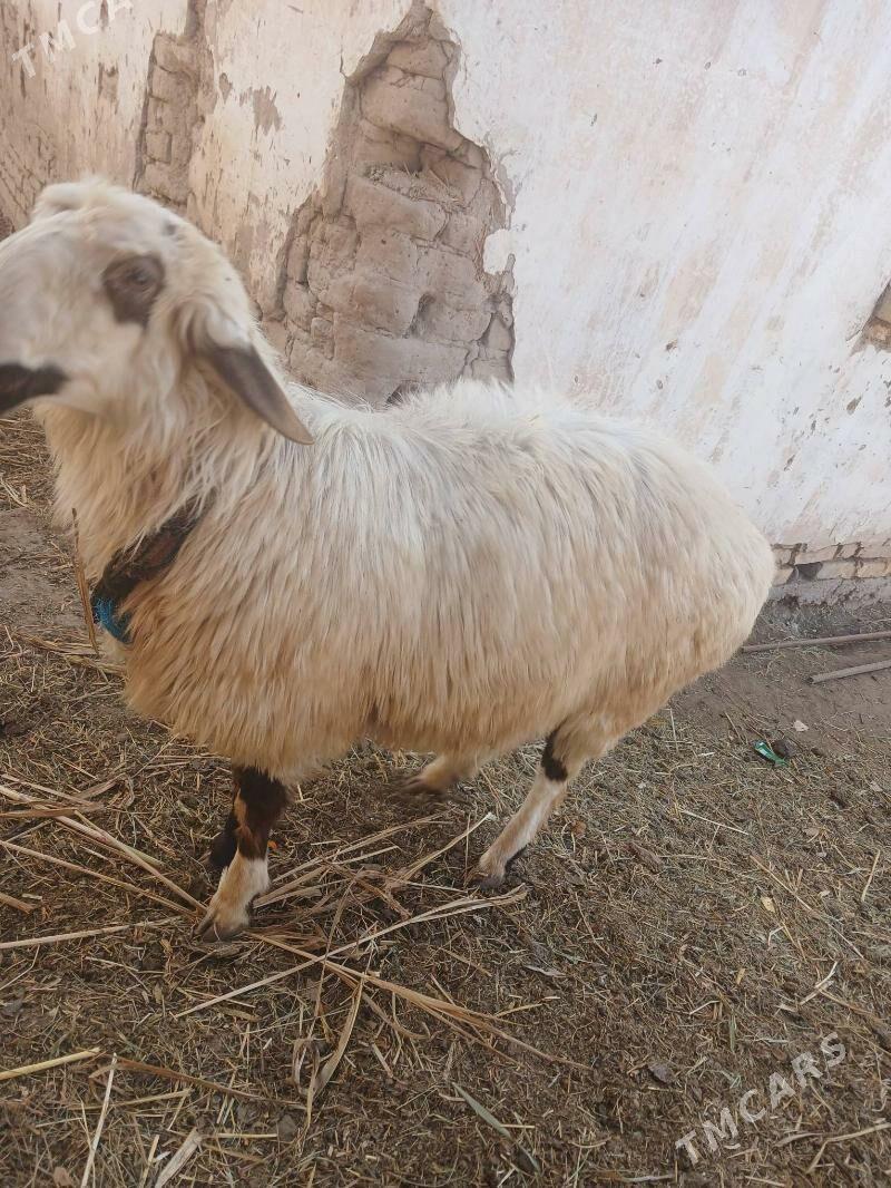 goc - Daşoguz - img 4