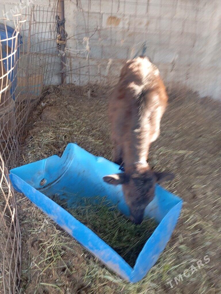 sygyr. - Чоганлы - img 3