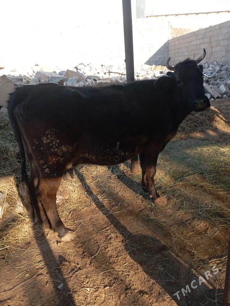 sygyr. - Чоганлы - img 2