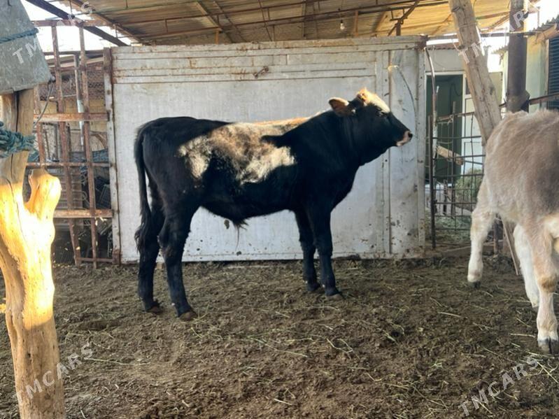 2 sany okuz - Aşgabat - img 3