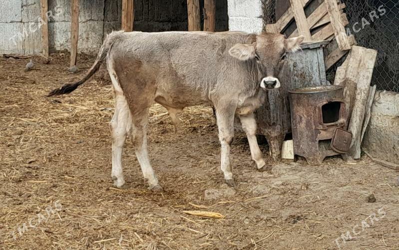 Ökuz - Гёкдепе - img 1