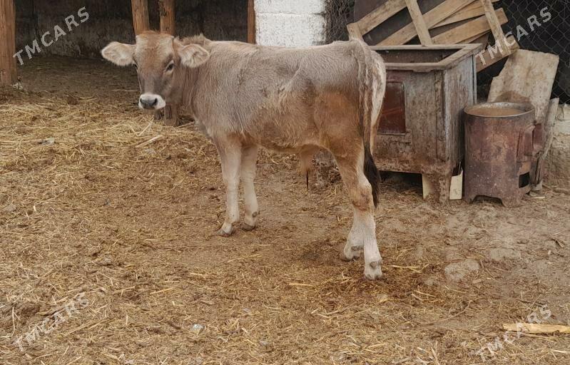 Ökuz - Гёкдепе - img 2