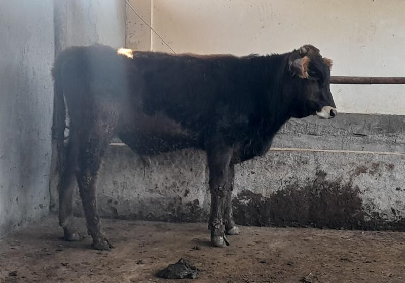 öküz - Гарадамак - img 2