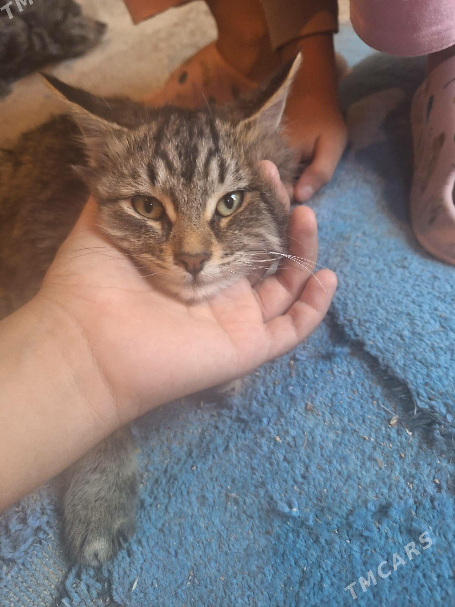 котята - Garadamak Şor - img 4