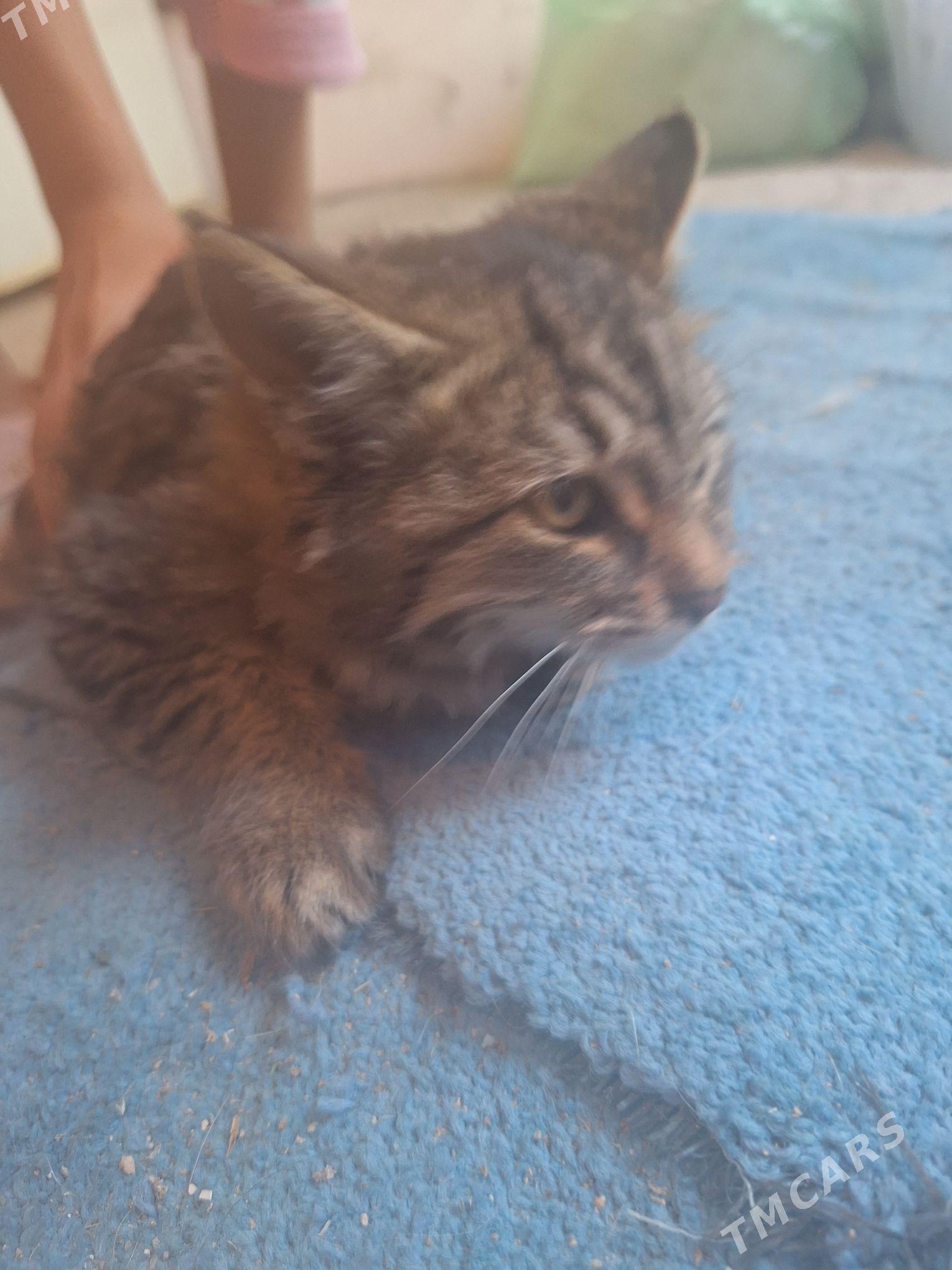 котята - Garadamak Şor - img 5