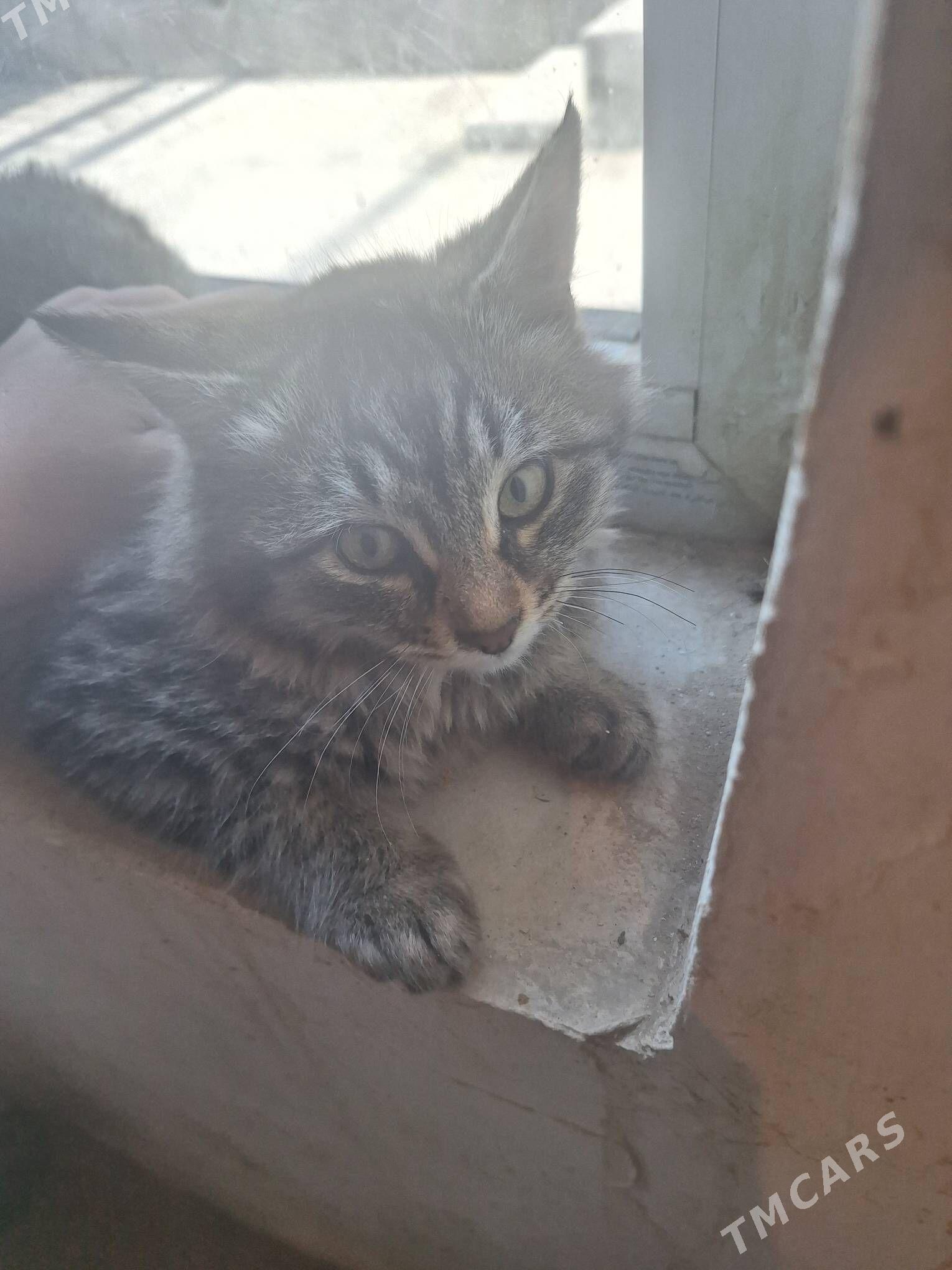 котята - Garadamak Şor - img 3