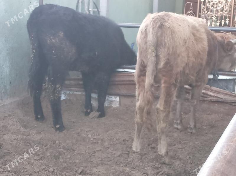 uly 2.okiz - Бузмеин - img 2