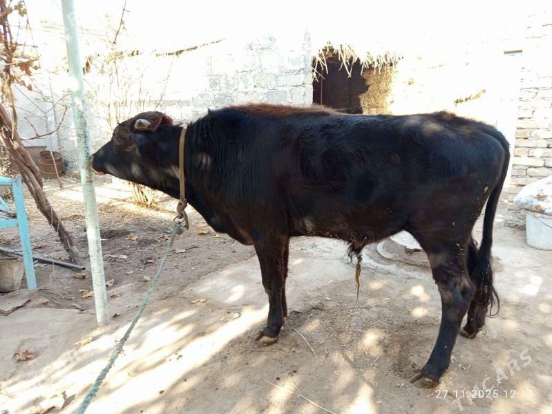 öküzler - Туркменабат - img 3