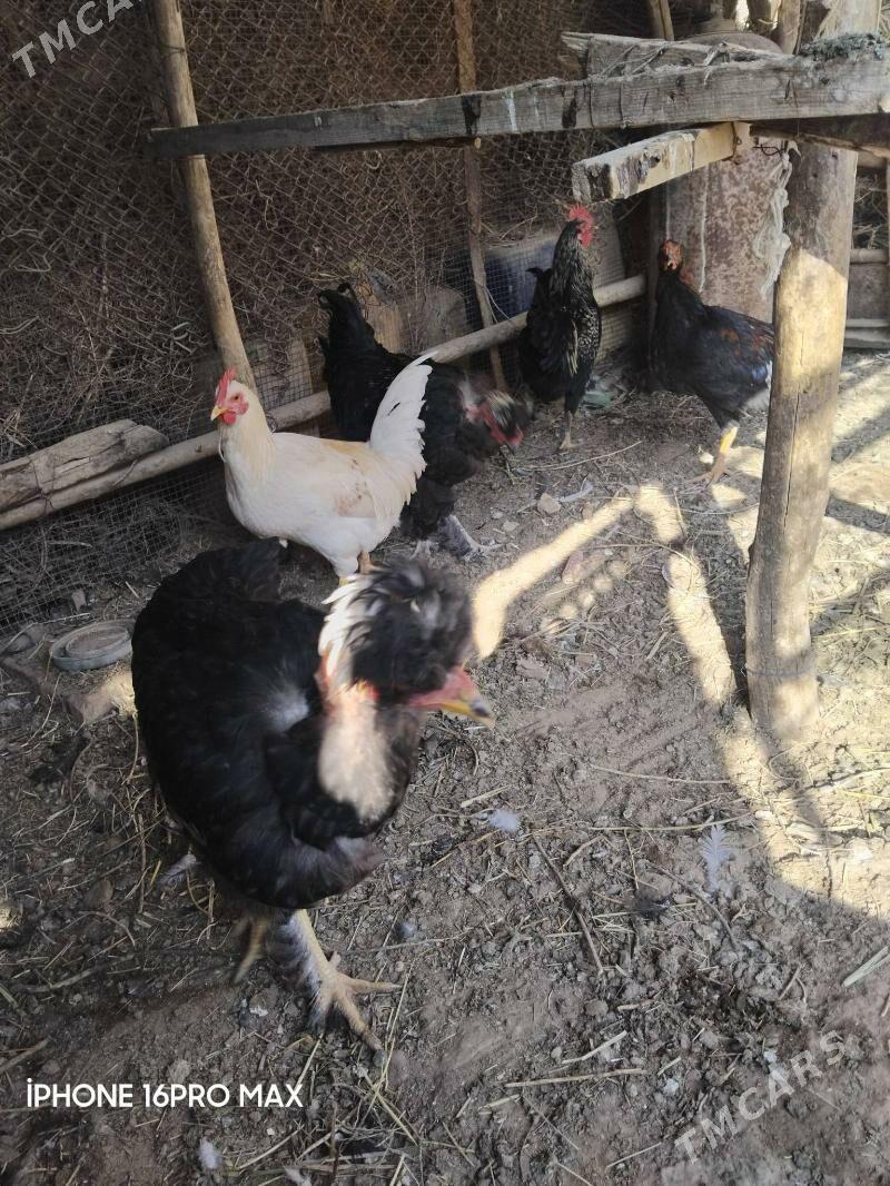 HORAZLAR - Мургап - img 2