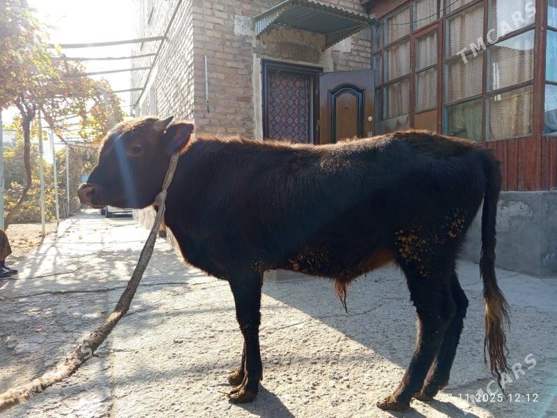 öküzler - Туркменабат - img 5