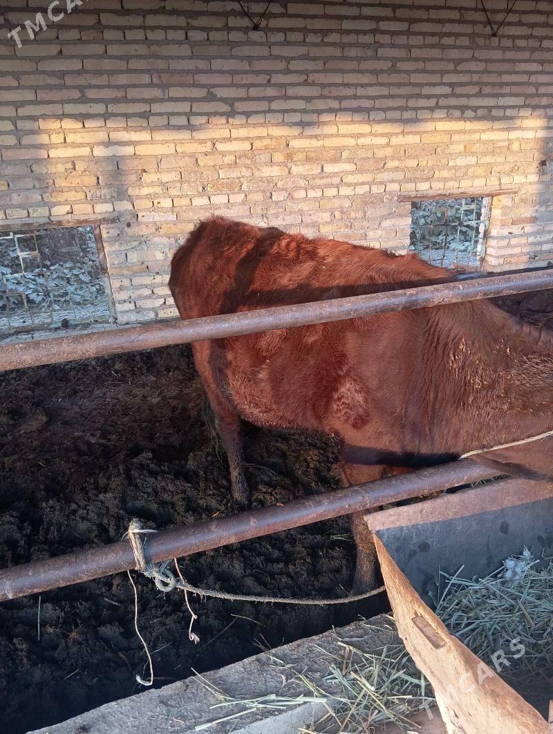 Sygyr - Çärjew - img 5