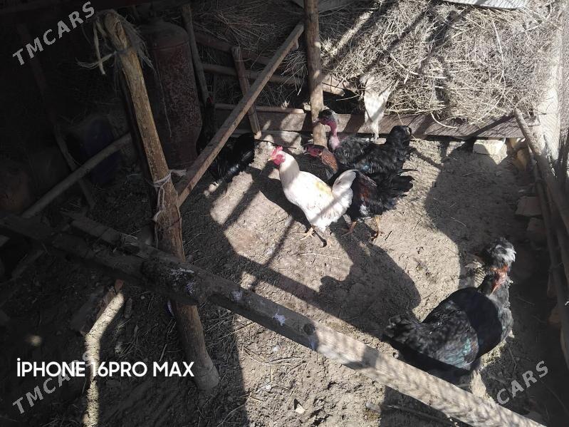 HORAZLAR - Мургап - img 4