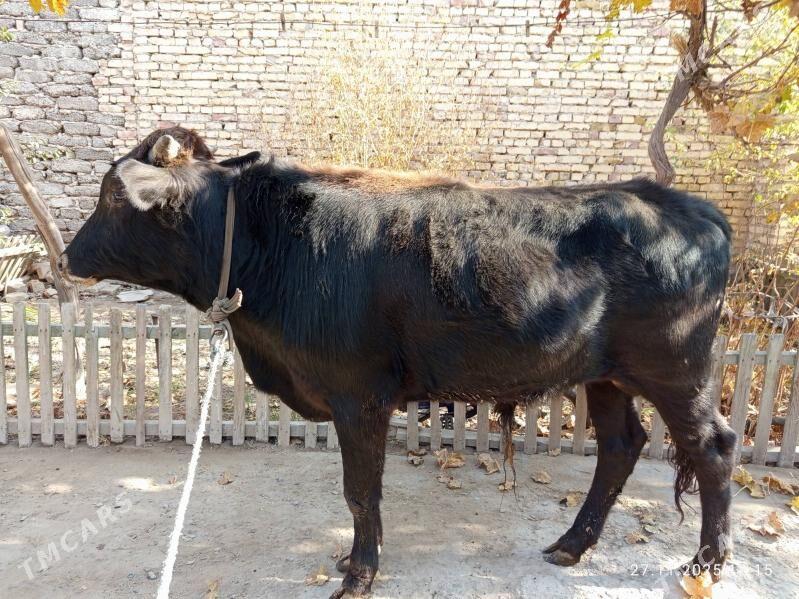 öküzler - Туркменабат - img 2