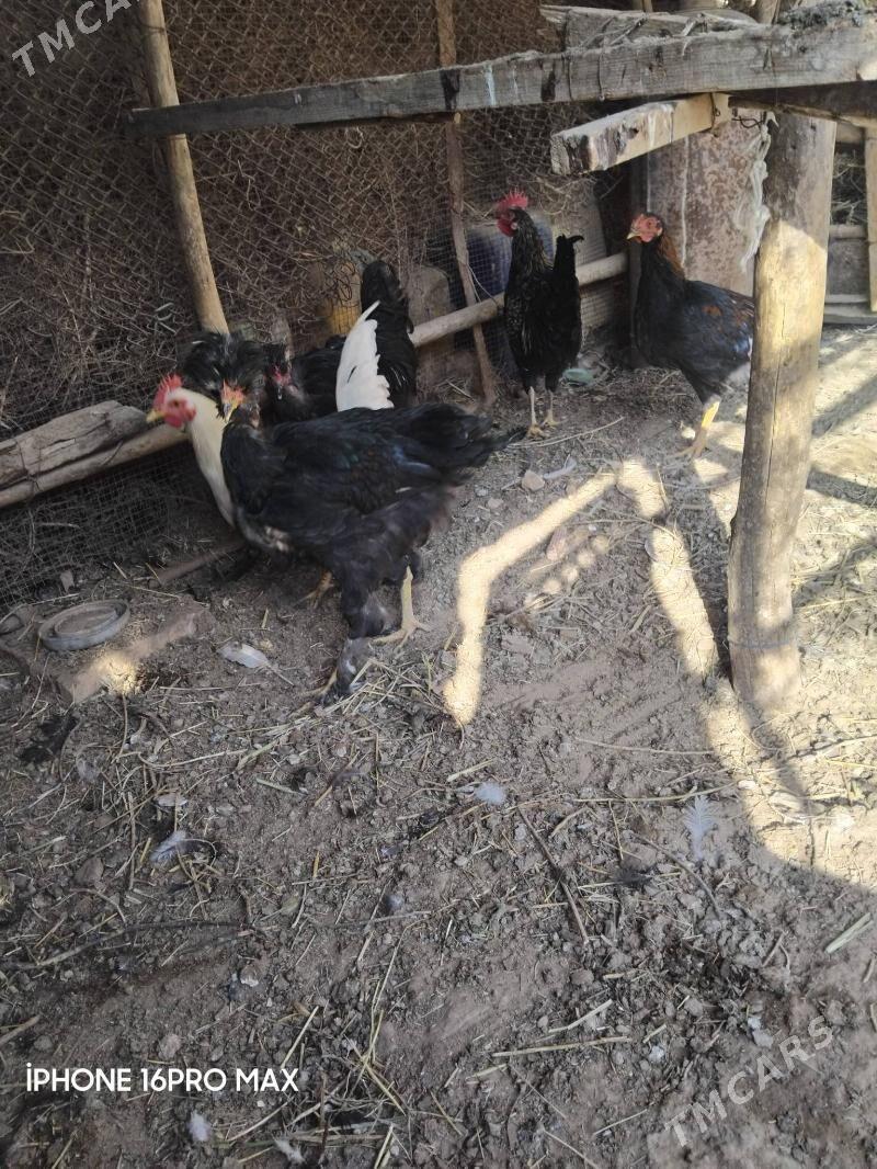 HORAZLAR - Мургап - img 3