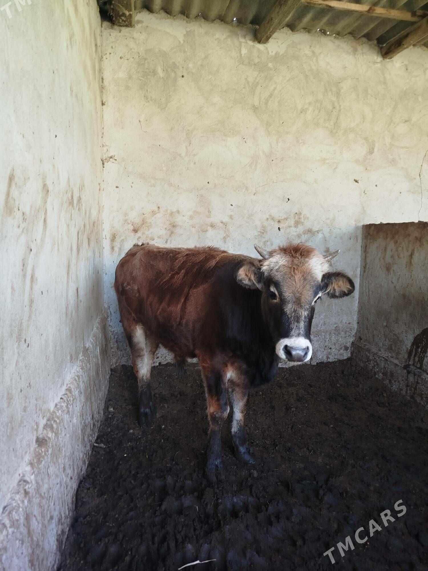 OKUZ - Herrikgala - img 3