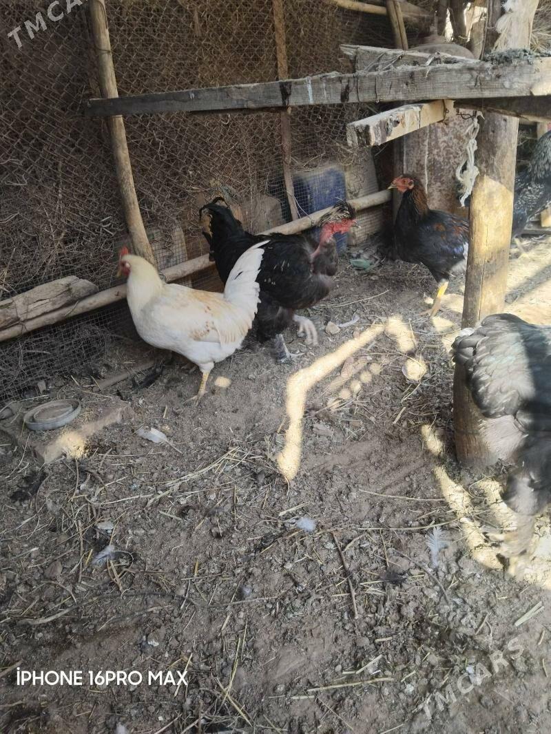 HORAZLAR - Мургап - img 1