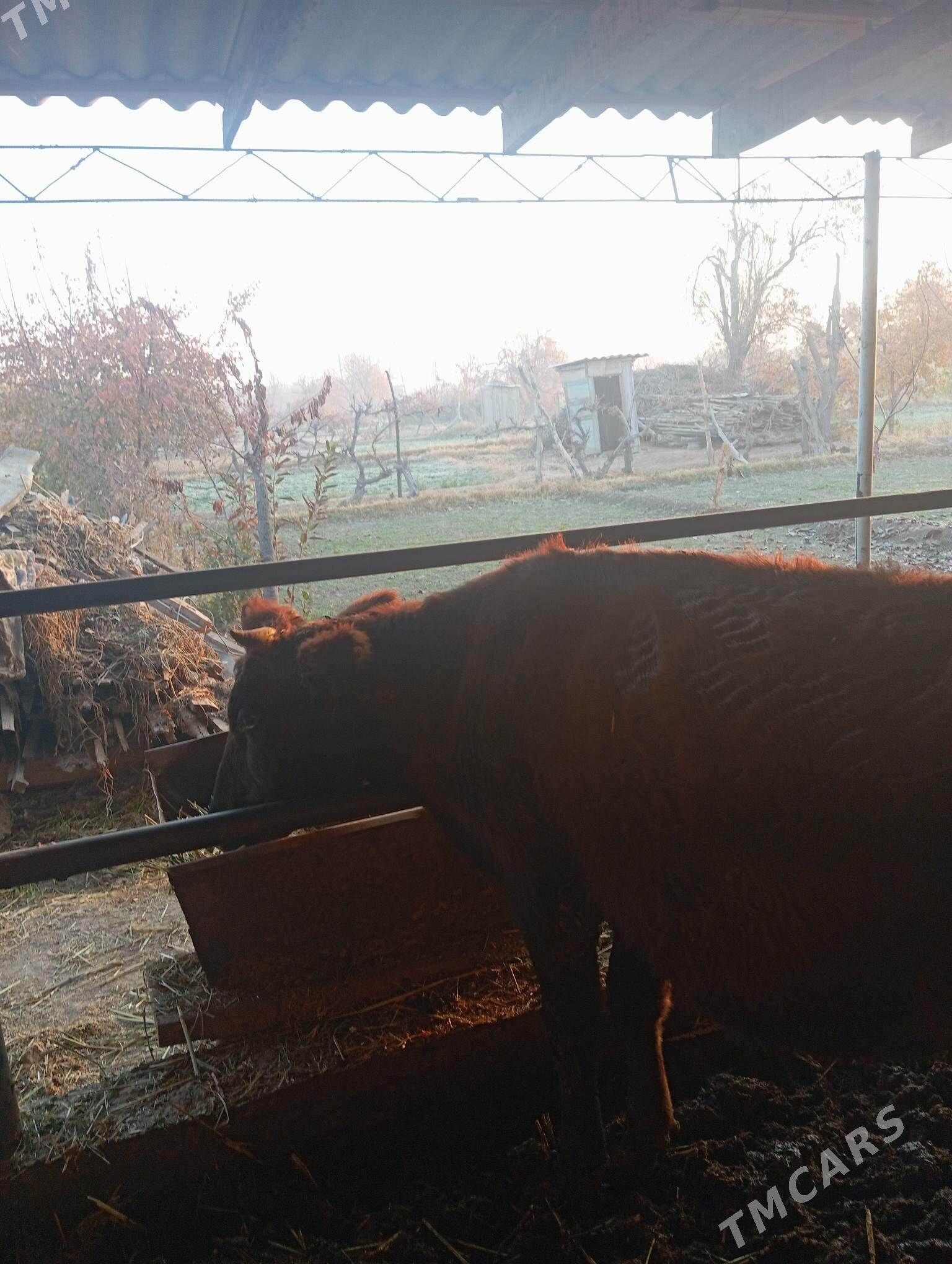 Sygyr - Çärjew - img 3