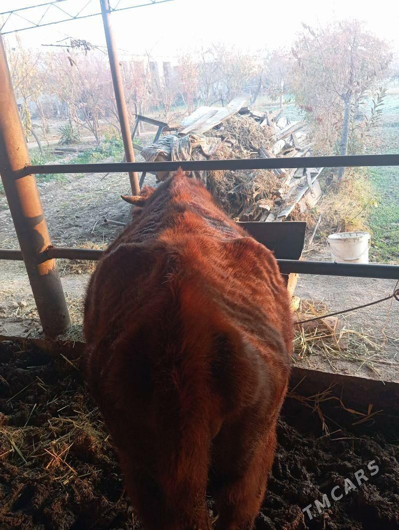 Sygyr - Çärjew - img 4