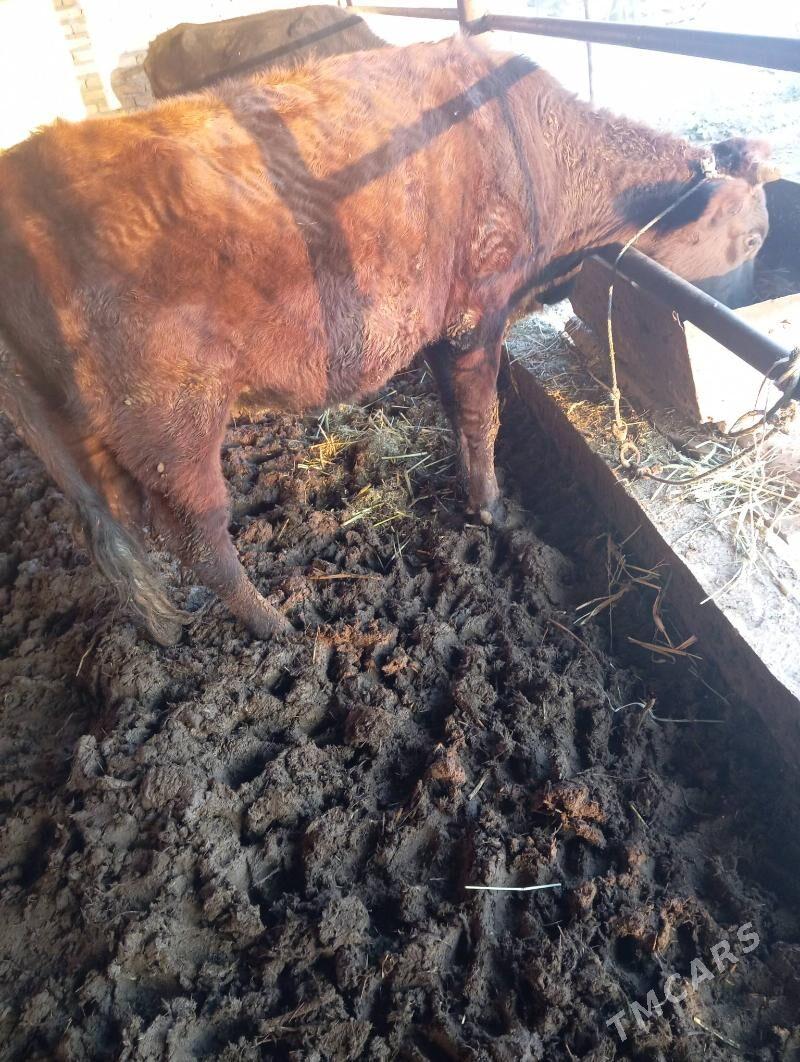 Sygyr - Çärjew - img 2