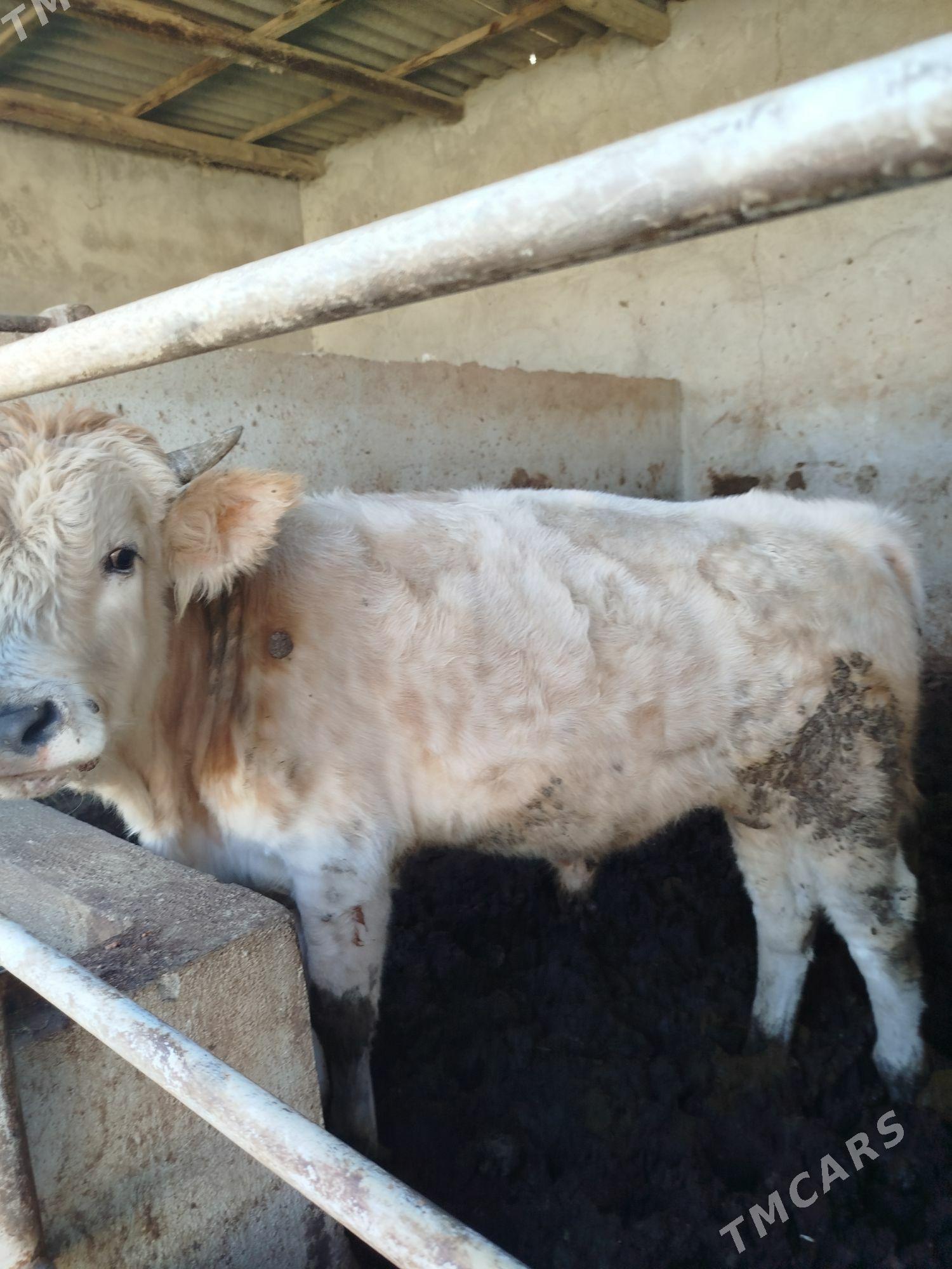 okuz - Herrikgala - img 3