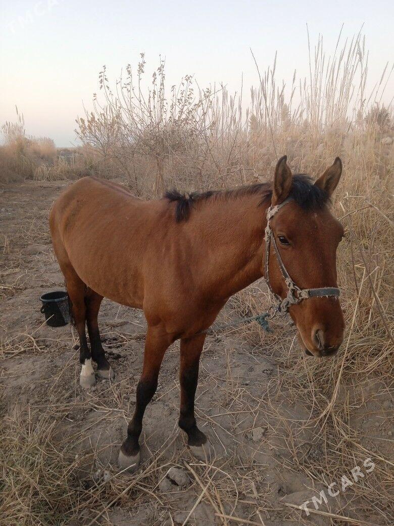 at - Туркменабат - img 5