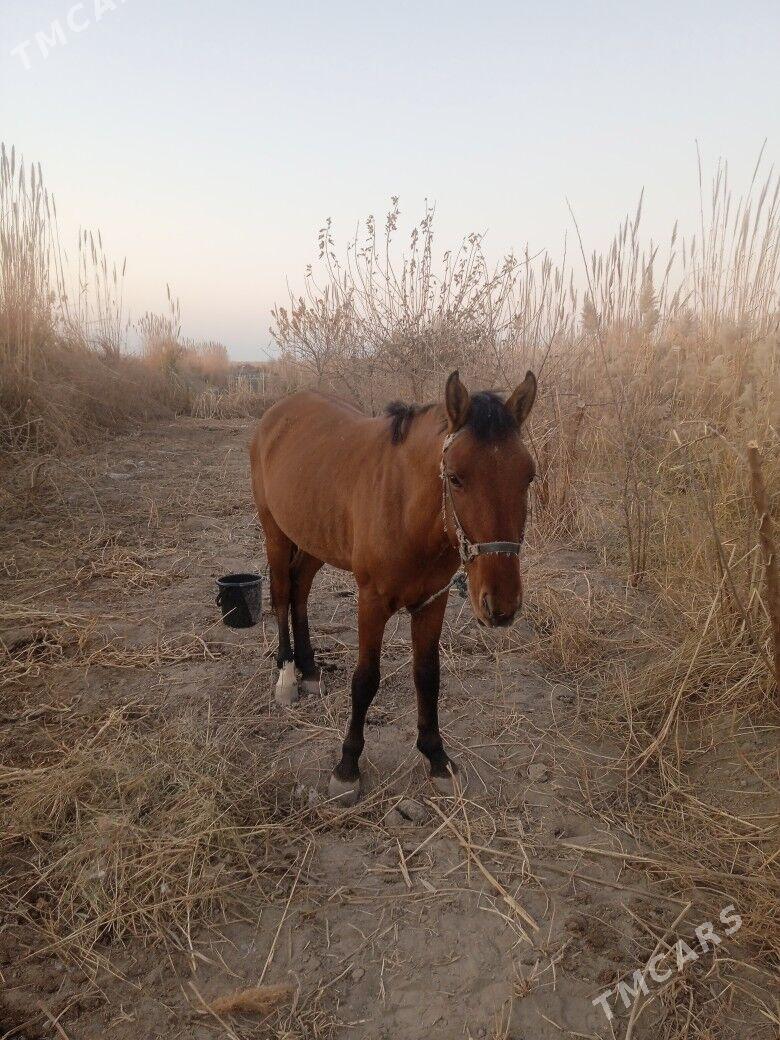 at - Туркменабат - img 2