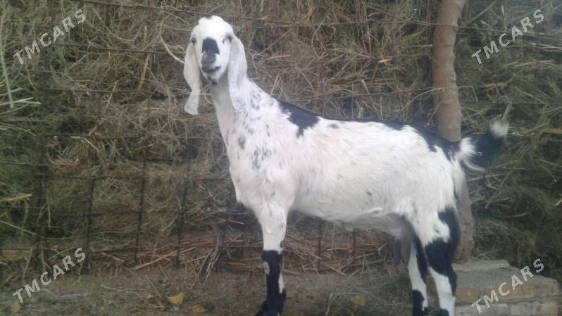 Пакистан метис Чебиш - Kerki - img 1