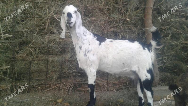 Пакистан метис Чебиш - Kerki - img 2