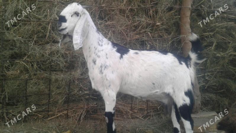 Пакистан метис Чебиш - Kerki - img 3