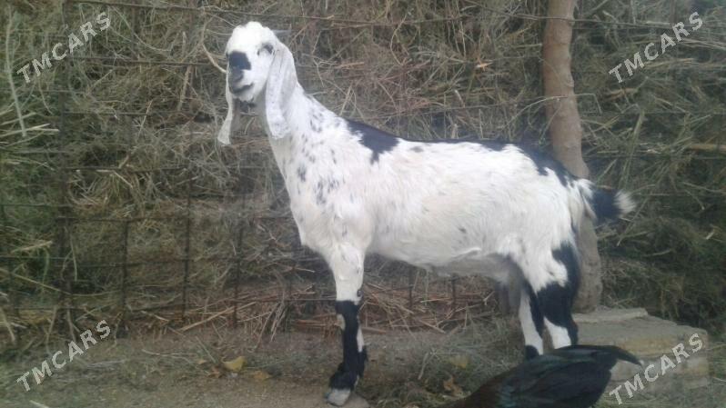 Пакистан метис Чебиш - Kerki - img 5