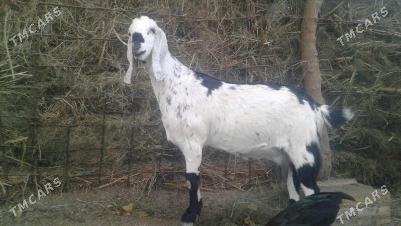 Пакистан метис Чебиш - Kerki - img 4