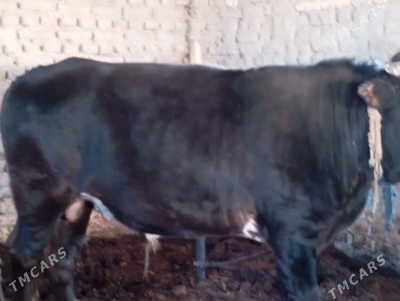 öküz - Mary - img 2