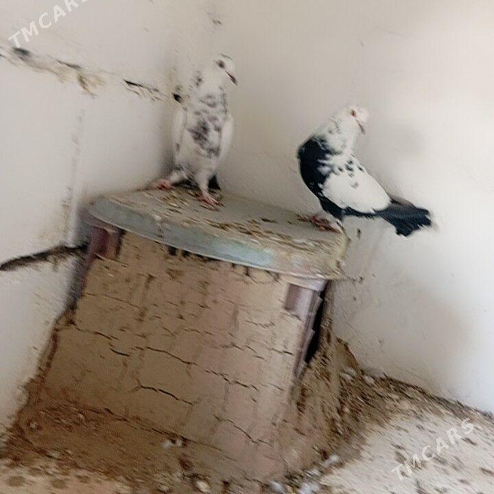 kepderi - Gyzylarbat - img 3