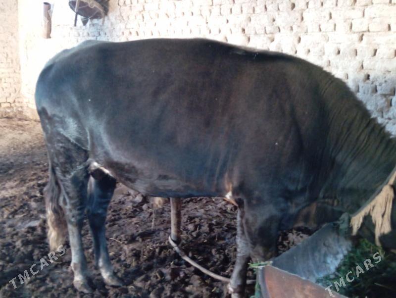 öküz - Mary - img 4