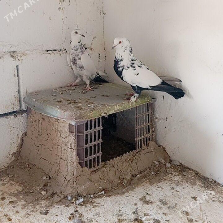 kepderi - Gyzylarbat - img 2