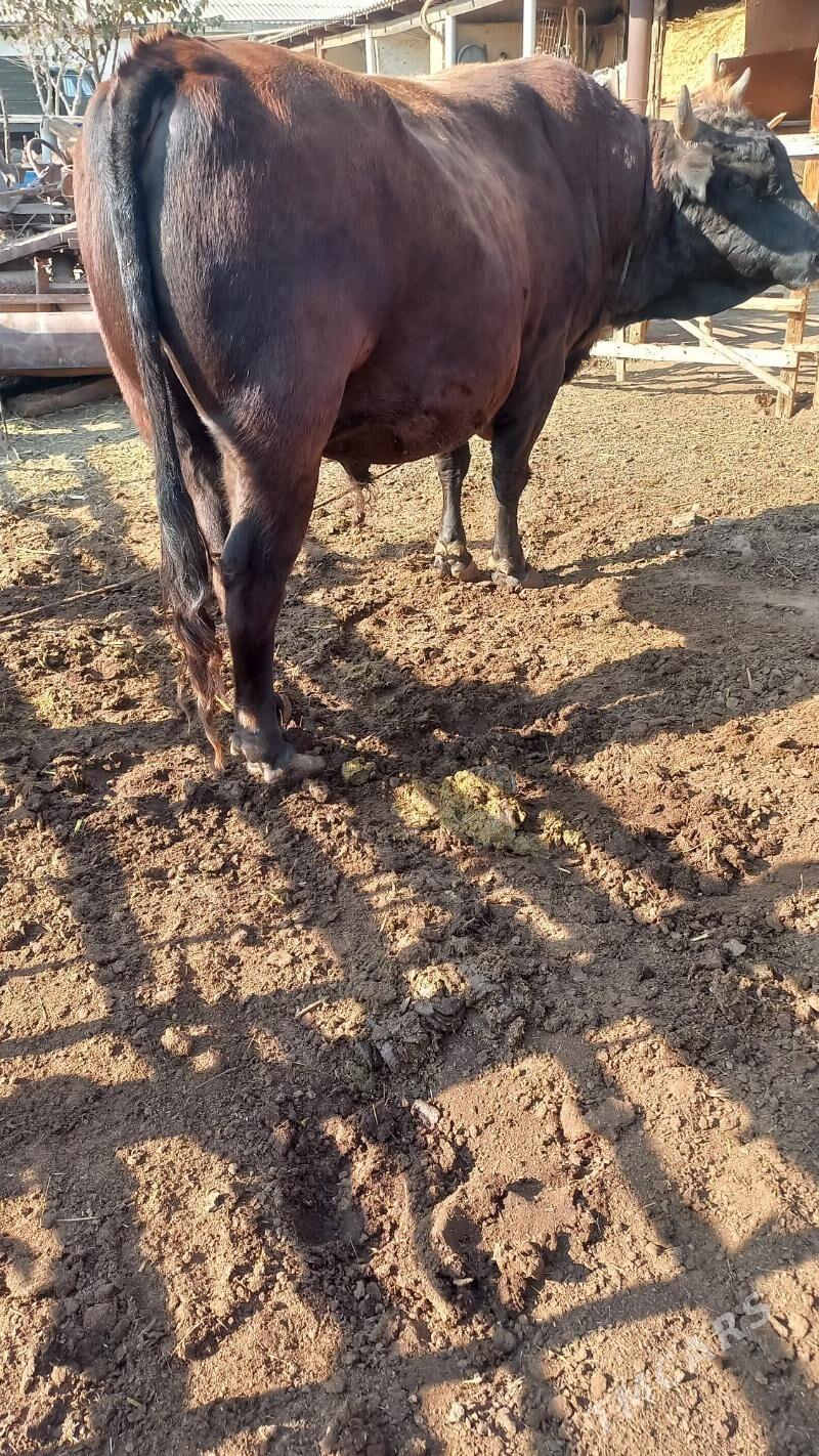 okuz - Baýramaly - img 2