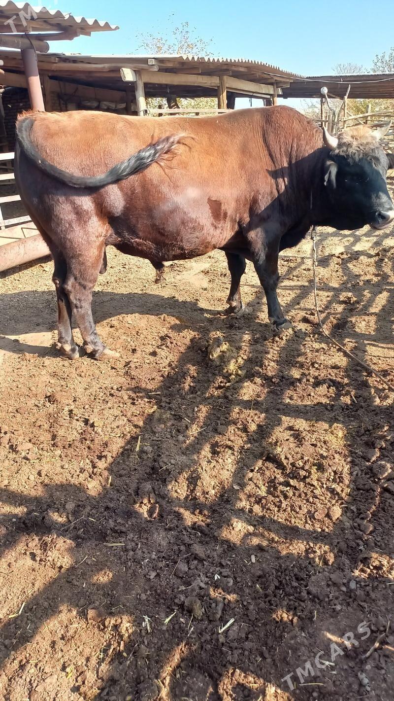 okuz - Baýramaly - img 3