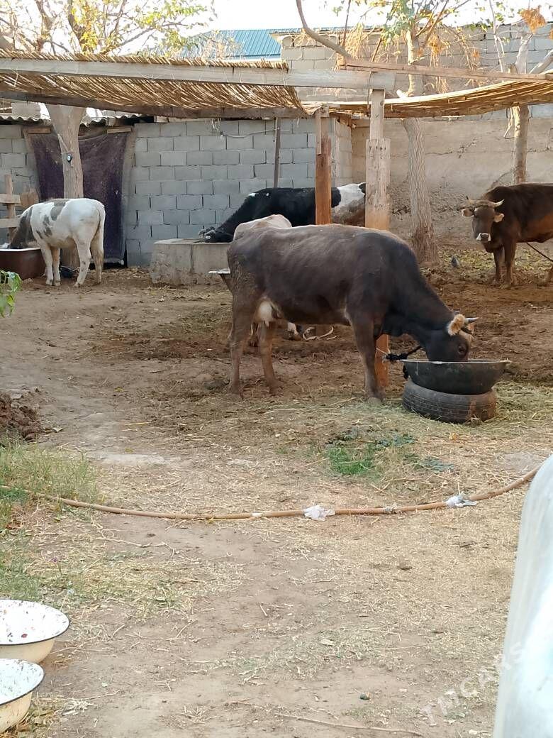 Göleli sygyr - Çoganly - img 4