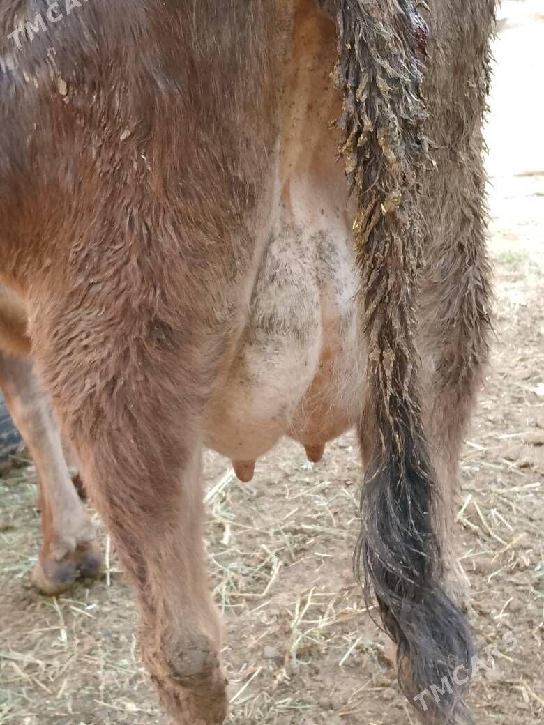 Göleli sygyr - Çoganly - img 3