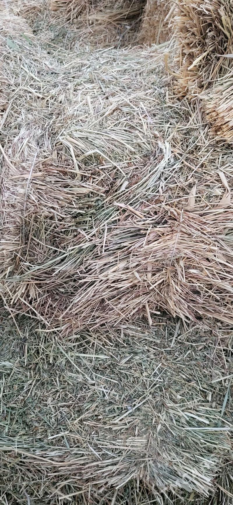 яз оты - Гумдаг - img 2