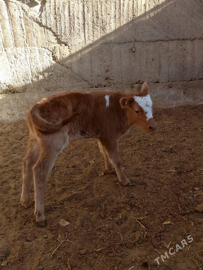 Göleli sygyr - Çoganly - img 5