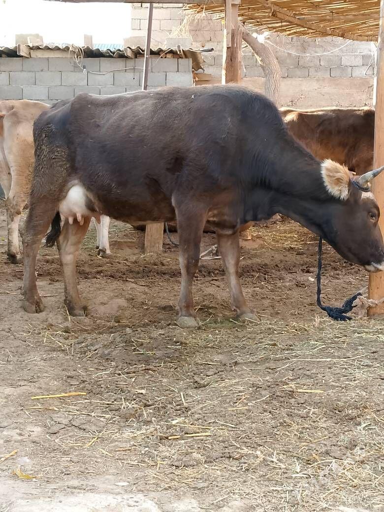 Göleli sygyr - Çoganly - img 1