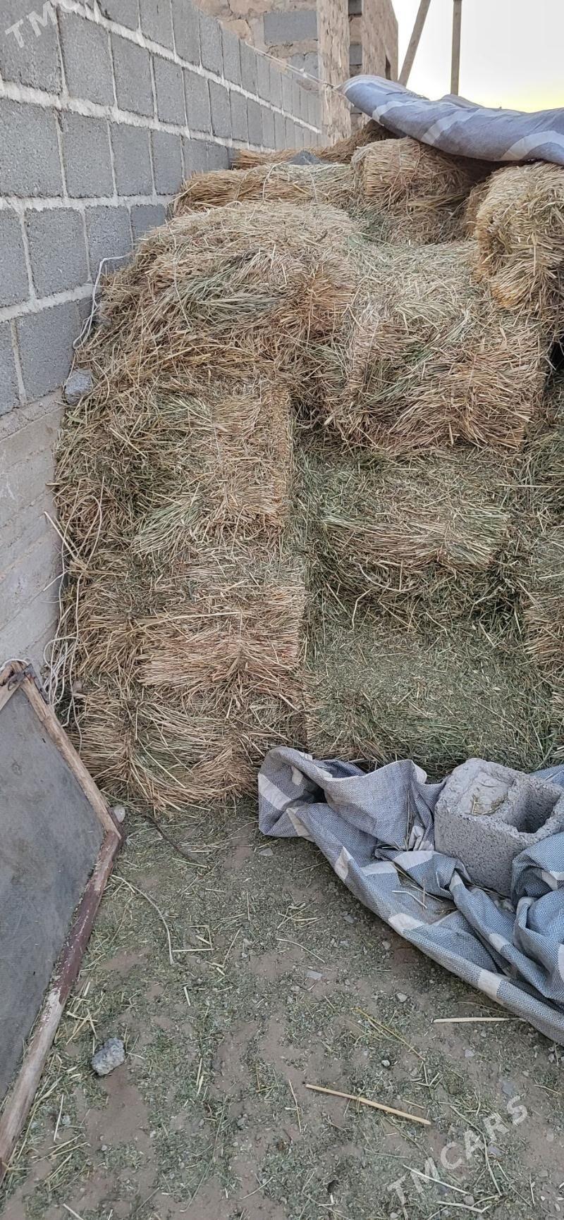 яз оты - Гумдаг - img 3